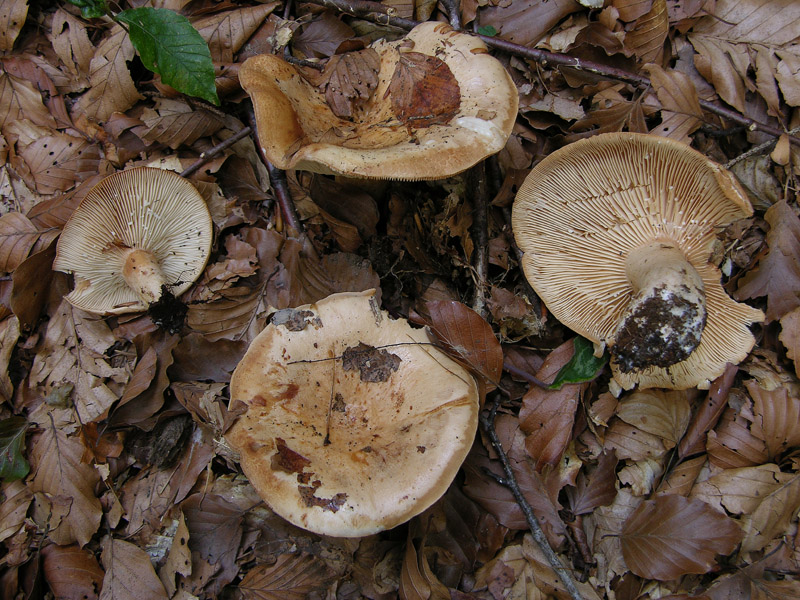 Per funghi con alberto.